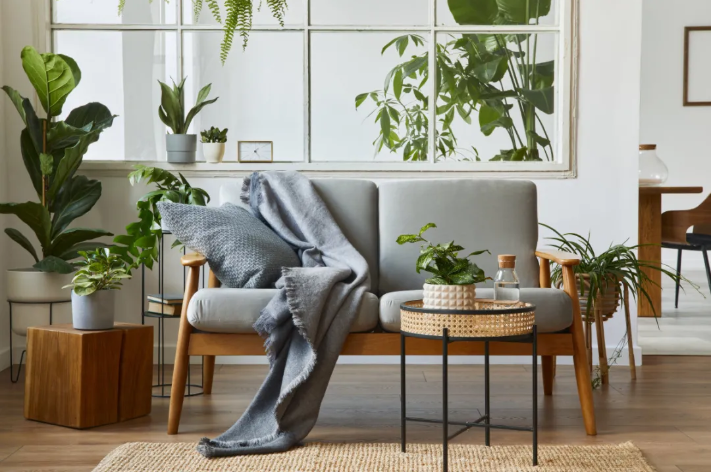 家居风水养花草有哪些讲究！