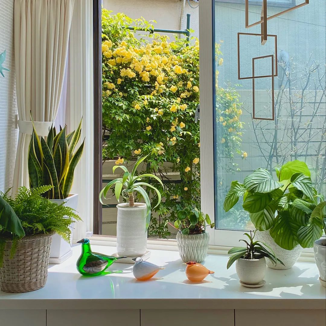 学习日本人5个绿植搭配家居技巧，美爆了