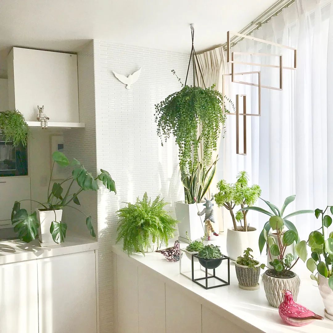 学习日本人5个绿植搭配家居技巧，美爆了