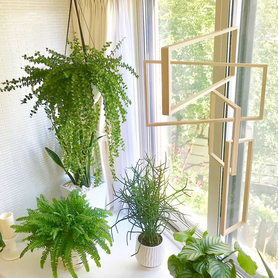 学习日本人5个绿植搭配家居技巧，美爆了